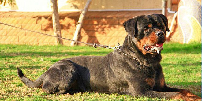 Father Breaks Silence: Son Killed By Dog In Kwara