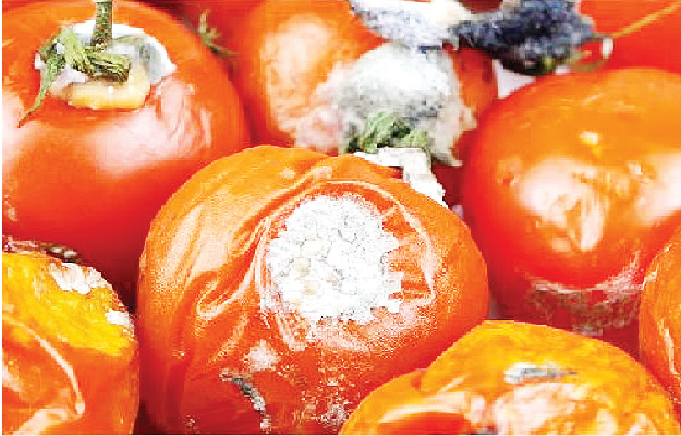 Doctor Warns Nigerians Against Eating Rotten Tomatoes, Pepper
