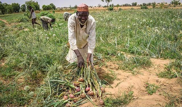 Onion Farmers Link Price Hike, Scarcity To Flood, Climate Change