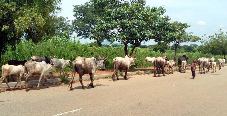 Herdsmen Allegedly Destroy Five-hectare Rice Plantation In Ogun